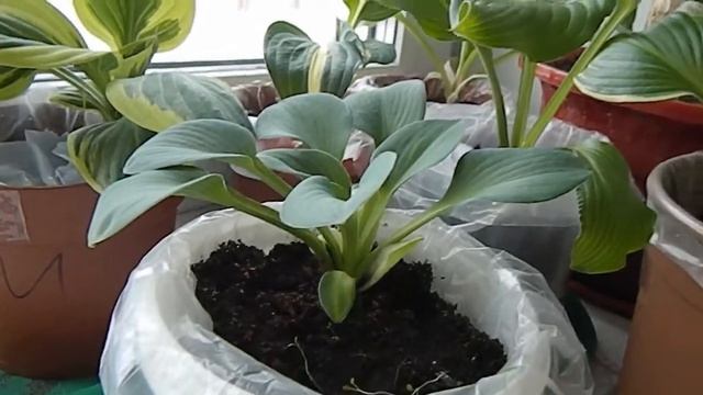 КАК СОХРАНИТЬ КУПЛЕННЫЕ ХОСТЫ ПЕРЕСАЖИВАЕМ ПЕТРУШКУ КОТЫ и ДАЧА смотреть онлайн