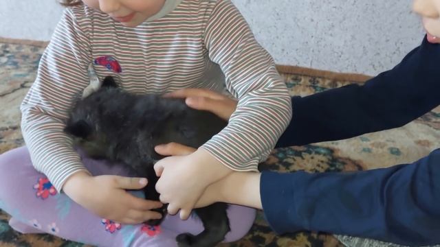 Лисичка Леся знакомится с детьми смотреть онлайн