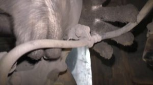 Honda CR-V. Правый передний привод - ЗАМЕНА. (#AvtoservisNikitin)