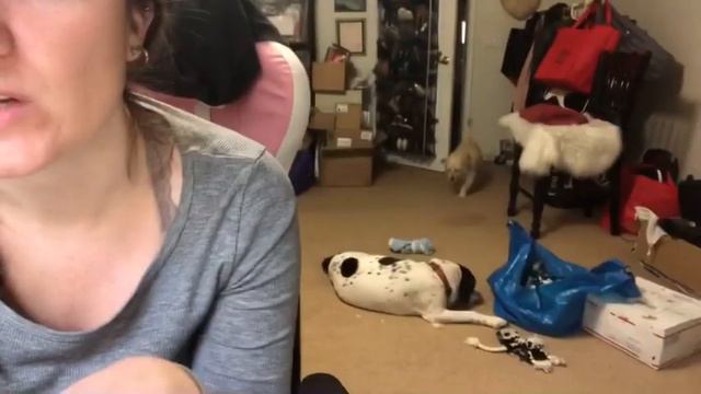 VLOGMAS Part 1: Dog sitting with Rover, Thrift haul to resell, & Christmas Decor Home Tour смотреть онлайн