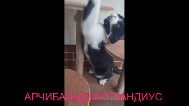 Кот скоттиш-фолд-страйт АРЧИБАЛЬД ШОТЛАНДИУС смотреть онлайн