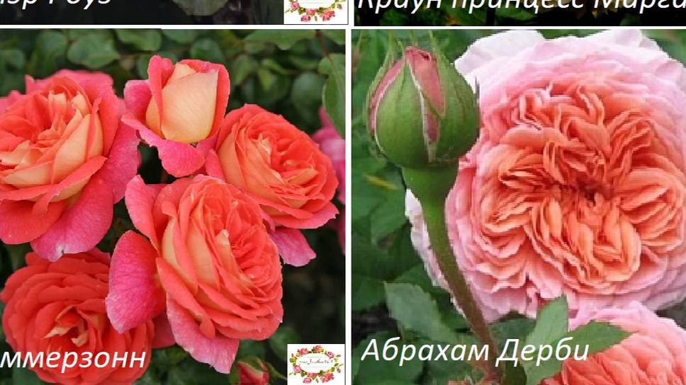 💗💗💗ОБИЛЬНОЕ ПЫШНОЕ ЦВЕТЕНИЕ ЭТИХ РОЗ ВАС ОЧАРУЕТ !!! ♥️♥️♥️ rosebushes.ru смотреть онлайн