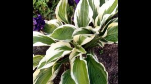 Мои любимицы хосты. Обзор сортов хост.