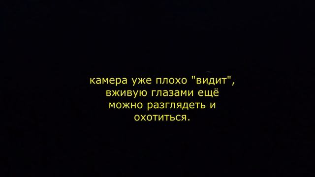 Вальдшнеп и Прогресс раструб, добыл в темноте. смотреть онлайн