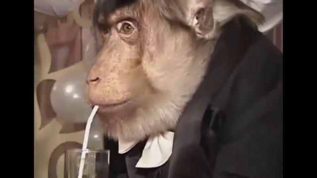 Обезьяны как люди. Новогодняя шутка смотреть онлайн