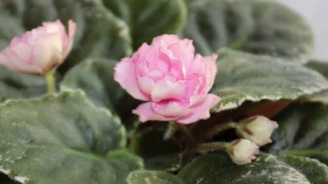 Фиалка Rebel's Rose Bud смотреть онлайн