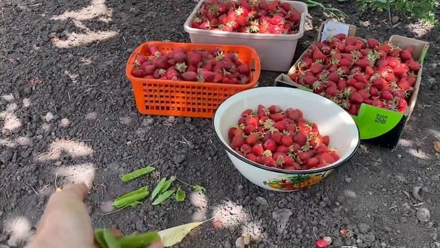 КРАСА РОССИИ пример из сказки//Зелёный горошек, клубника, черешня,малина смотреть онлайн