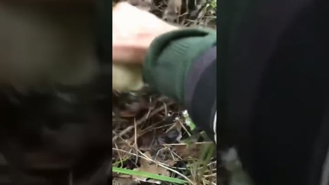 ГРИБНИК НЕ ПОВЕРИЛ ГЛАЗАМ! ВОТ ЭТО ГРИБ! ПОДОСИНОВИК НАПАЛ НА ГРИБНИКА! смотреть онлайн