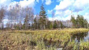 Рыбалка на Болоте! Первый раз видим эту Рыбу!!!