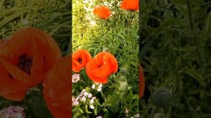 Мак выращивание,посадка