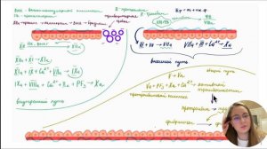 Патофизиология гемостаза | Патофизиология