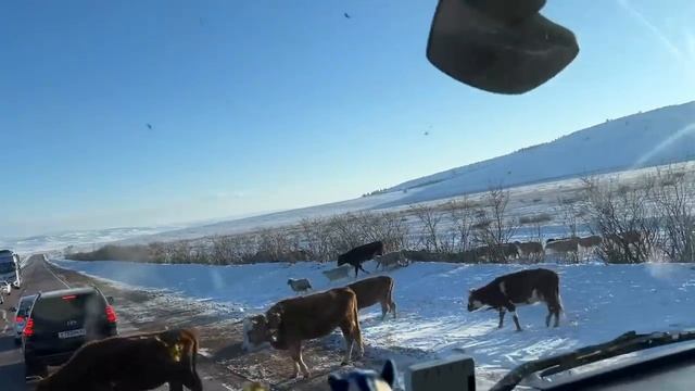 Выехал с Улан-Удэ, попробую дойти до Читы!!! смотреть онлайн