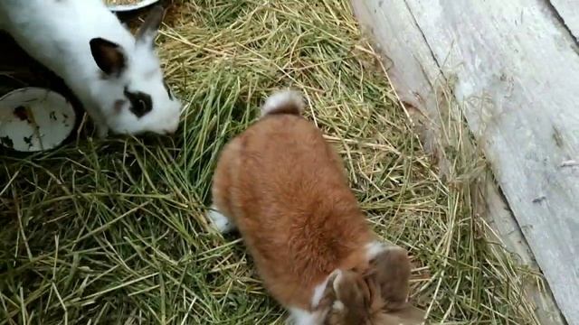 КРОЛИКИ - я люблю тебя - клип смотреть онлайн