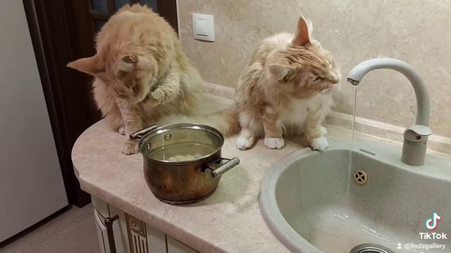 Как мейн-куны любят пить воду смотреть онлайн