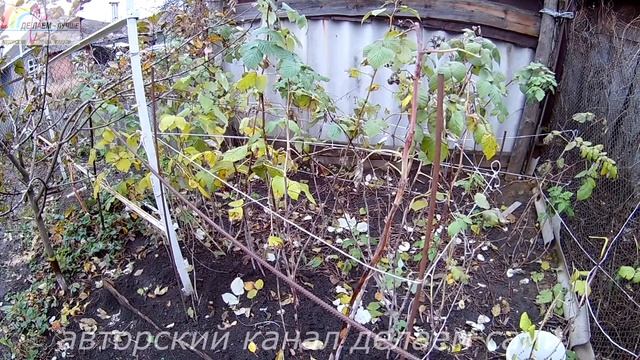 Осенняя обрезка малины.Уход за малиной осенью.Подготовка малины к зиме обрезка. смотреть онлайн