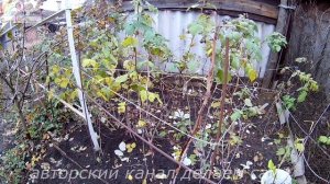Осенняя обрезка малины.Уход за малиной осенью.Подготовка малины к зиме обрезка.