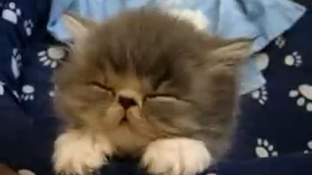 Котенок засыпает T смотреть онлайн