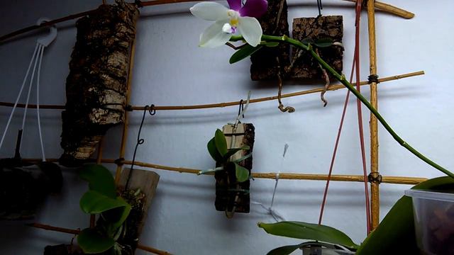 Meine Phalaenopsis 1 смотреть онлайн
