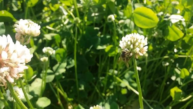 Интересные факты о пчелах. Выпуск 3. "Клевер ползучий" смотреть онлайн