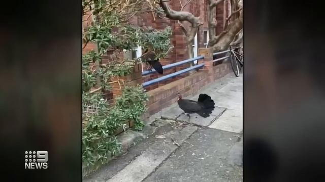 Brush Turkeys spreading through south of Sydney | 9 News Australia смотреть онлайн