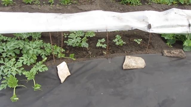 #Обзор#дачи Цветут пионы Императорский цветок смотреть онлайн