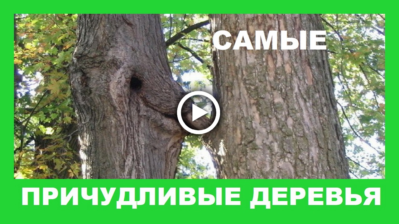 Такое вы не видели Природа начудила.mp4 смотреть онлайн