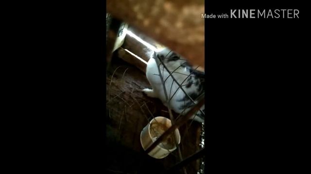 Кормим кроликов витаминами. смотреть онлайн