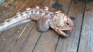 РЫБА - СОБАКА (ЗУБАТКА).