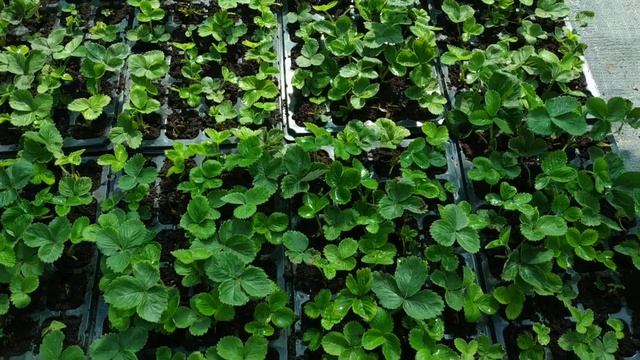 Земля с огорода для кассетной рассады клубники!!! Можно ли использовать!!? смотреть онлайн