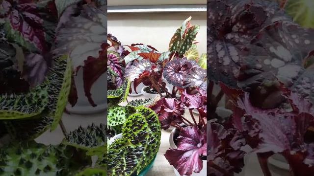 Бегонии смотреть онлайн