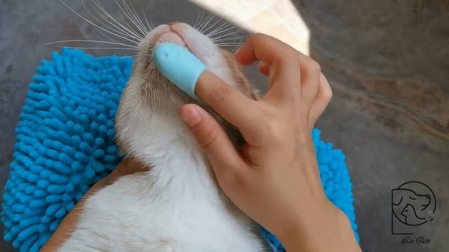 Щетка для чистки собак и кошек, Мягкая Силиконовая зубная щетка https://2my.site/J91iWcm смотреть онлайн