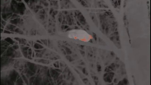 Рябчики самец и самка в тепловизор, PULSAR HELION XQ38F расстояние 10 метров. смотреть онлайн