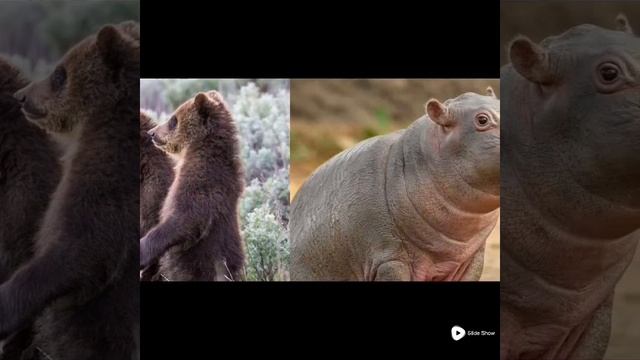 Детеныши диких животных смотреть онлайн