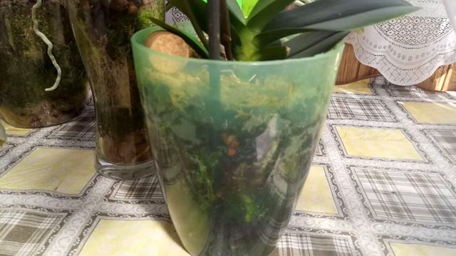 Закрытая система посадки орхидей.Когда пора поливать? смотреть онлайн