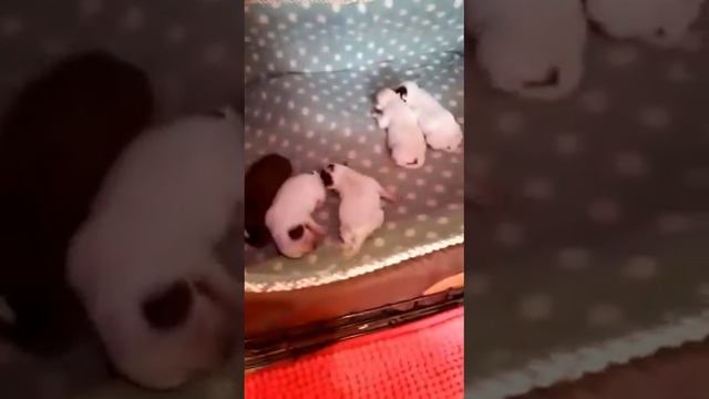 Продолжение ВЗВЕШИВАЕМ щенков чихуахуа 5 дней смотреть онлайн
