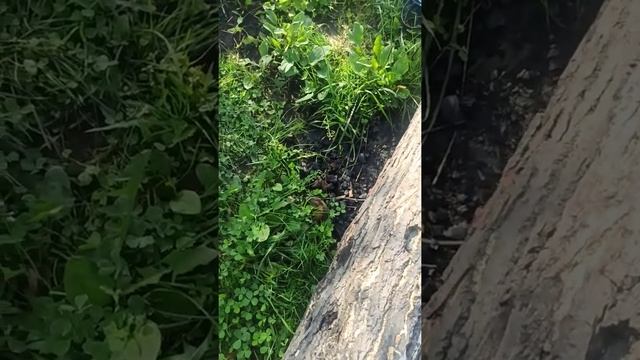 Самая наглая мышь-полевка смотреть онлайн