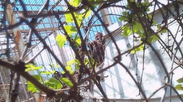 Rostov Zoo #зоопарк #ростов #zoo #animals смотреть онлайн