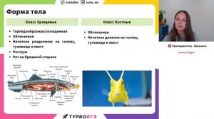 Костные и хрящевые рыбы