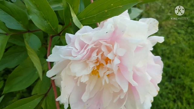 My white Peony at Night Stream/Lola's Hardin смотреть онлайн