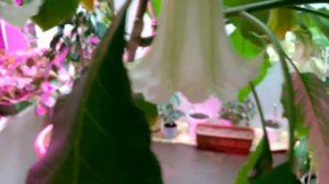 Бругмансия из семян. Цветение. Ангельские трубы.