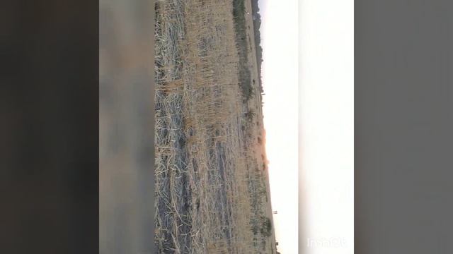 Алабай 8 месяцев смотреть онлайн