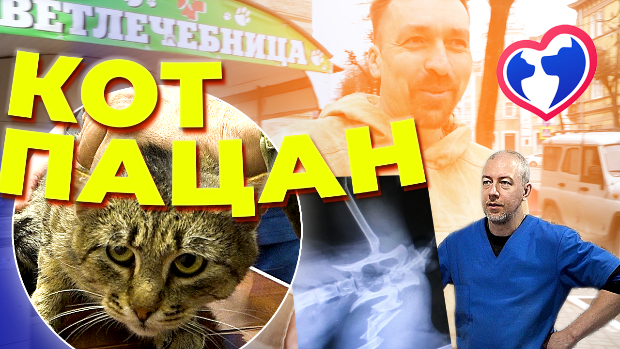 Едем лечить кота - сложный перелом