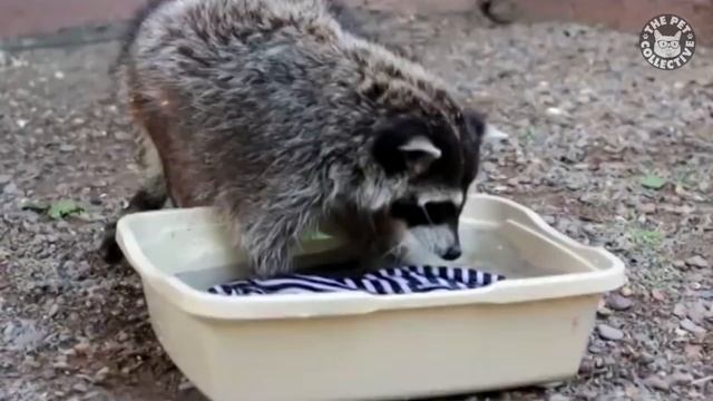 Сумасшедшие, веселые, милые ЕНОТЫ!!!)) смотреть онлайн