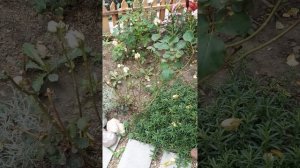 Роза Марракеш