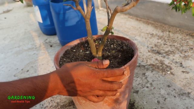 বুগেনভেলিয়া গাছে সারা বছর প্রচুর ফুল পাওয়ার সহজ উপায় || কম যত্নে বেশি ফুল পাওয়ার উপায় смотреть онлайн