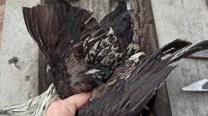 КАК НАДО ОБРЕЗАТЬ КРЫЛО ДОМАШНЕЙ  ПТИЦЕ, ЧТОБЫ ОНА НЕ ЛЕТАЛА