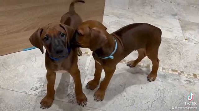 Уникальные щеночки родезийского риджбека 2 месяца 🥰 смотреть онлайн