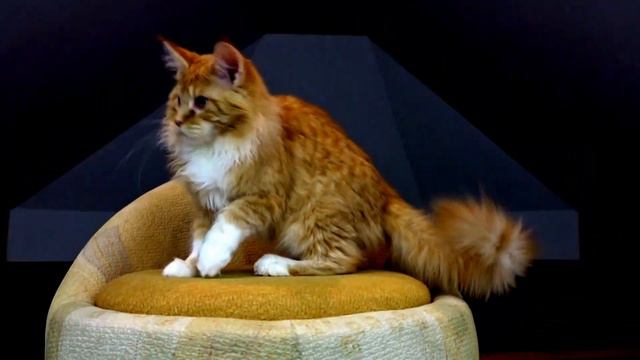 Simon from Kirbeautycoon*KZ - Video 04.01.2017 смотреть онлайн