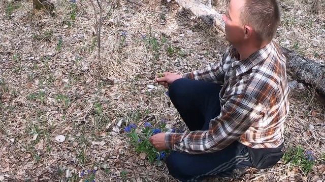 Медуница лекарственная смотреть онлайн