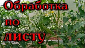 Важные листовые обработки томатов